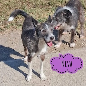 Neva, liebe und bildhübsche Terrier Mix Hündin
