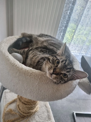 Ein netter Kater sucht neues Zuhause 
