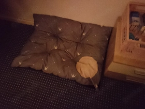 katzenbett 