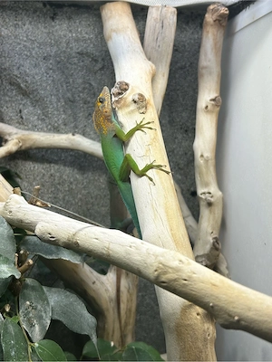 Anolis Marmoratus 1.0
