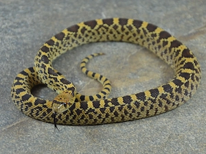 Bullennatter-NZ 2026 (Pituophis c. sayi) abzugeben (Axanthic, Ghost, Kingsville Red-Mix)