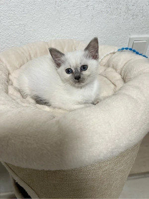 4 bezaubernde BKH-Siam-Mix-Kitten suchen ein liebevolles Zuhause   