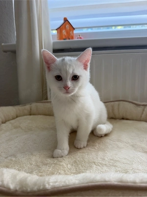 Bkh Mix Kitten 
