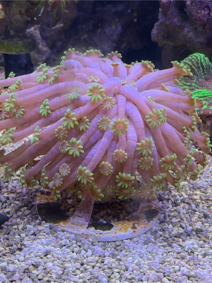 avlopora green center 