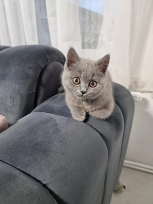 Verkaufen BKH-kitten mit Zubehör 