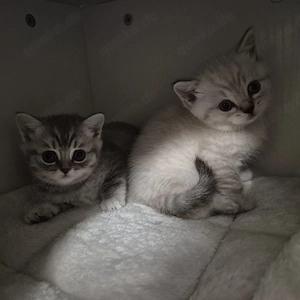 bkh kitten britische kurz Haare.