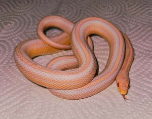 Snow Tessera Motley 
