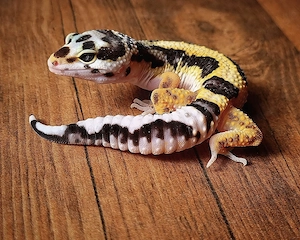 Leopardgecko 0.1 bold stripe DNZ 2022