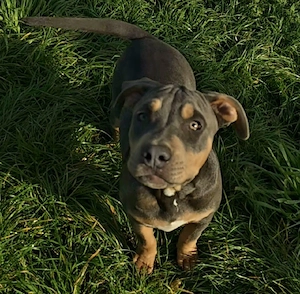 American Bully welpen 