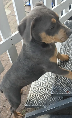 American bully welpen der Extraklasse 