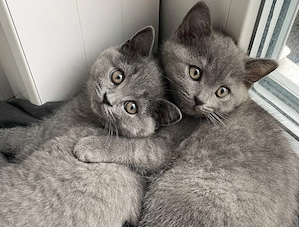 Britisch Kurzhaar Kitten 