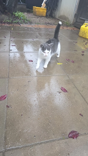Kater abzugeben 
