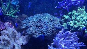 Pocillopora