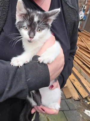 kitten abzugeben