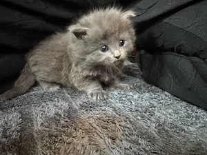 Britisch-Kurzhaar-Kitten   BKL  BKH 