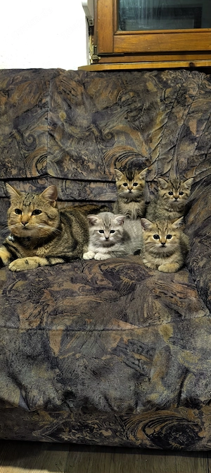 Wunderschöne Katzenbabys   Britisch Kurzhaar   Bengal 