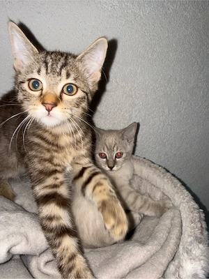 kitten ab 22.10 abgabe bereit 