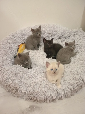 BKH Mix Kitten