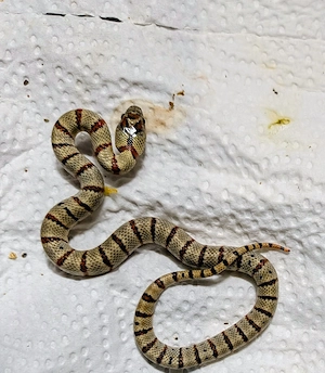 1.0 Lampropeltis leonis nz 26