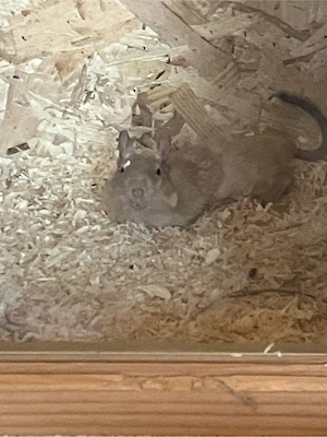 gesucht: degu männlich 