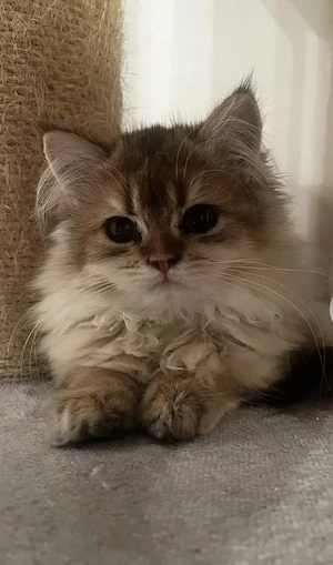 Bkh Katzen langhaar