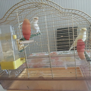 Kanarein Vogel mänlich und Weiblich