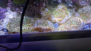 Fungia Rainbow 