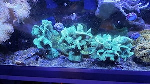 Pavona cactus