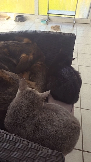 Britisch Kurzhaar Kitten Katzen