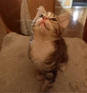 katzen  mädchen abzugeben 