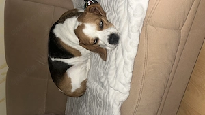 Beagle Hündin knapp 3 Jahre alt sucht zuhause 