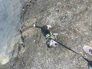 Unser oreo sucht ein Zuhause 