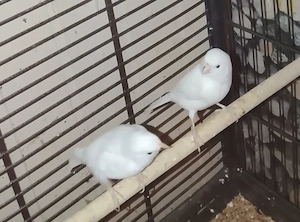 Suche Weiße Kanarienvögel 