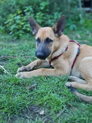 Belgischer Schäferhund, Malinois Junghund Rüde 