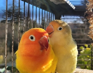 Zahmes Agaporniden Pärchen 