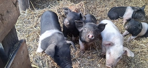 Sattelschwein ferkel 