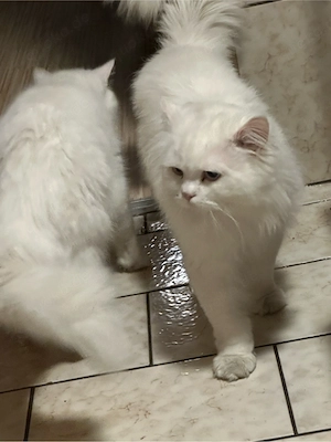 Snow White Katze