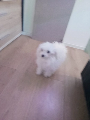 Bichon Malteser Mini 