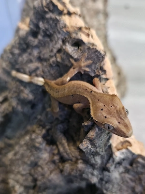 0.0.1 Kronengecko   Correlophus ciliatus 
