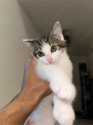 Süßer kleiner Babykater   Europäisch Kurzhaar   