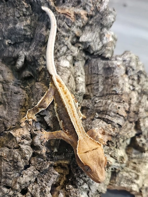 0.0.1 Kronengecko  Correlophus Ciliatus 