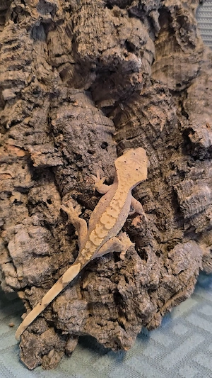 0.0.1 Kronengecko  Correlophus Ciliatus 