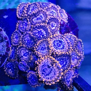 Zooanthus Krustenanemone Meerwasser 