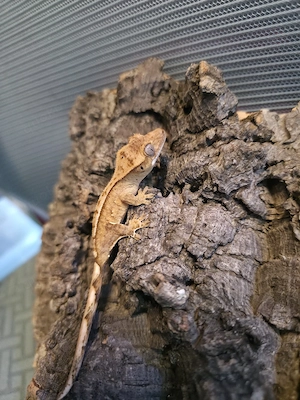 0.0.1 Kronengecko   Correlophus Ciliatus 