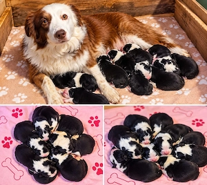 border collie welpen 