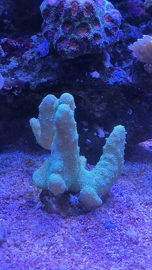 Lobophytum sp. grün Fingerlederkoralle Koralle 