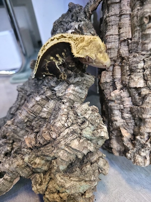 1.0 Kronengecko Correlophus Ciliatus 