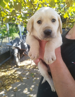 Labrador Hunde