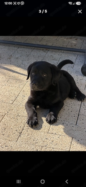 Labrador Hunde
