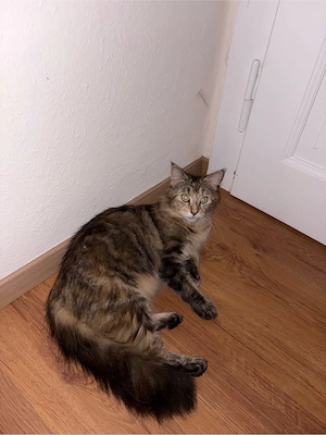 Maine coon 
